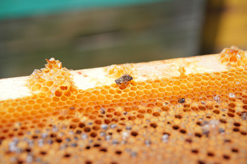 
Bee disease, medicine for bees, antibiotic.