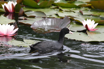 The bird coots in the spring © moniadk