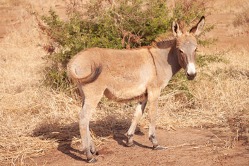 Naklejka na ściany i meble donkey in dry african savannah 