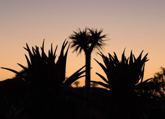 Silhouette of a quiver trees ,Aloe dichotoma, at orange sunset with carved branches on against the sun looking like a graphic design. Namibia.