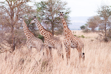 Giraffes in dry  african savannah 