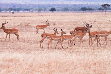 Fototapeta na wymiar Antelope Impalas in dry african savannah 