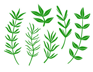 Set of leaves on white background. Vector illustration.