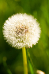 dandelion on green background