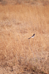  Bird in dry African savannah 