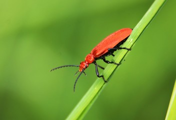 Close up of commn red soldier beetle on grass stem