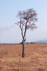 Dry tree in african savannah