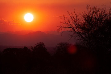 Dry tree in african savannah at golden hour