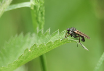 A hunting Dagger Fly, Empis tessellata, perching on a Stinging Nettle leaf in spring.
