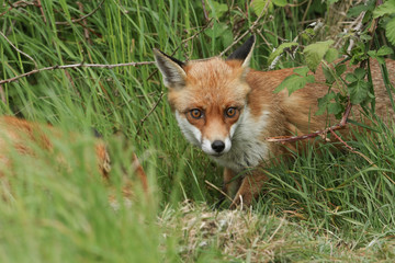 Obraz premium A magnificent wild Red Fox, Vulpes vulpes, hunting in a field in spring.