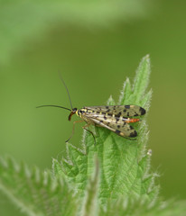 A hunting female Scorpion Fly, Panorpa communis, perching on a stinging Nettle leaf at the edge of woodland.