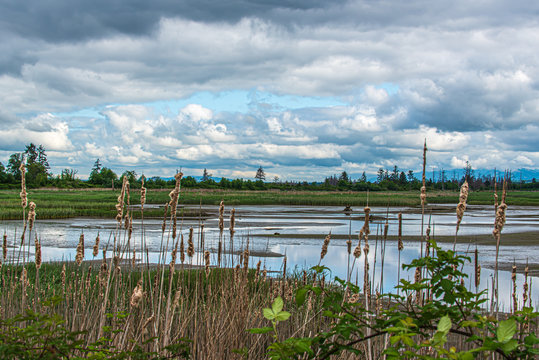Landscape of Spencer Island Bird Refuge at Low Tide in the Snohomish River Estuary