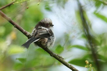 A cute baby Long-tailed Tit, Aegithalos caudatus, perching on a branch of a tree. It is waiting for the parent birds to come back and feed it with insects.