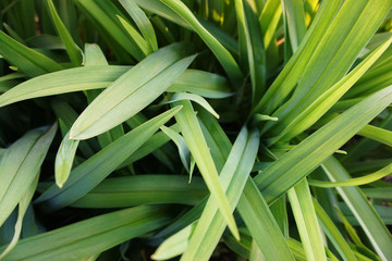 Obraz premium Fresh juicy greenery. Run barefoot on grass. Meadow, field, lawn, summer, spring. Agriculture, gardening, agronomy. Green consumption concept. Conservation of nature, ecology. Caring, love for plants.