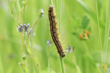 A Lackey Moth Caterpillar, Malacosoma neustria, resting on a plant stem in a meadow.