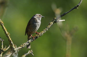 A Dunnock, Prunella modularis, or Hedge Sparrow perching on a branch of a tree.