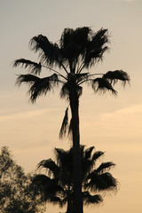 Palmera en el atardecer