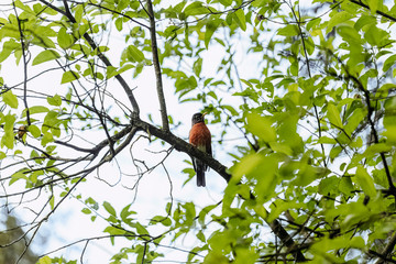 bird on a tree