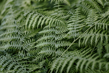 green fern leaves