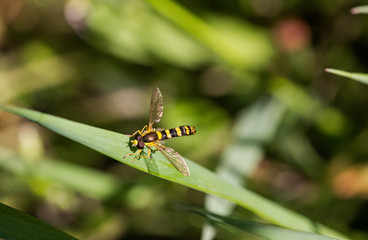Yellow black hoverfly on green leaf