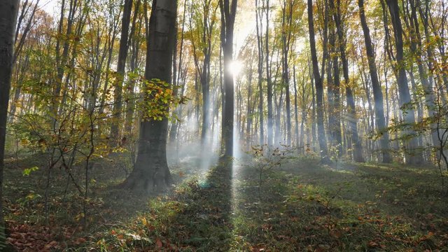 The morning fog in the autumn forest. The leaves changing color and peaceful forest. Autumn nature landscape. A peaceful forest. The sun shining in the autumn forest.