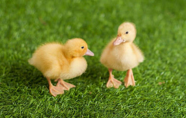 Tiny yellow ducklings in the grass