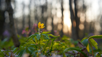 Yellow flower in a spring forest at sunset.