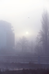 Foggy winter morning at urban riverside
