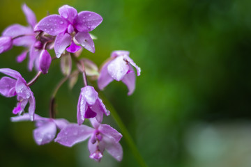 purple flowers in the garden