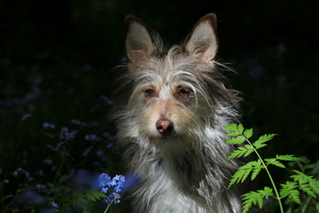Naklejka premium Beautiful portrait of a cute gray dog in a clearing in a spring forest