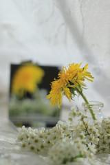 Dandelion in a small bottle on a background of a mirror. Nearby are white flowers