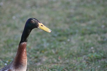 close up of a duck in the grass