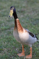 duck on a green grass