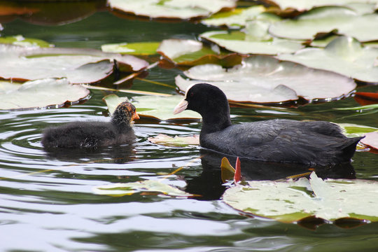 The bird coots in the spring