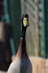 close up of a duck