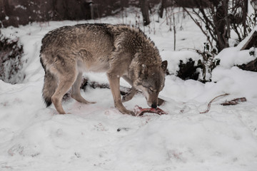 Fototapeta na wymiar female wolf against a background of snow with a bone nibbles a bone, a predatory animal in winter.