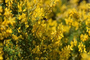 field of yellow flowers in spring