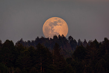 Moonrise Over a Northern California Forest, Trinidad, California