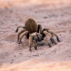 Close up of a tarantula