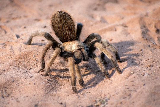 Close up of a tarantula