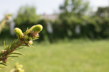 Young twigs of a Christmas tree in early spring. Closeup view of a bright green spruce tree branches and needles