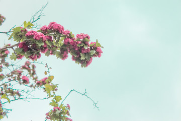  Pink flowers on a tree against a blue sky with copy space. Blooming pink tree, lush vibrant flowers