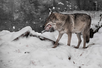 wolf on a background of snow with a piece of meat, a predatory beast in winter.
