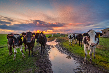 A Group of Friendly Cows Enjoying the Sunset