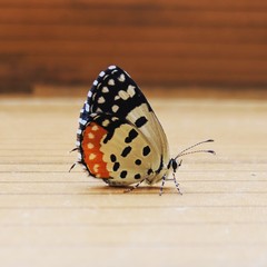 red admiral butterfly