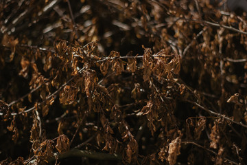 dead leaves