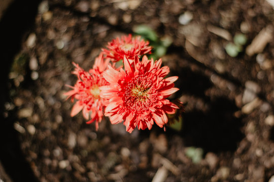 red dahlia flower