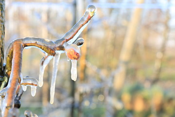 With an ice layer to prevent the fruit blossom from freezing. With an not fully grown fruit from last season. Clotting heat.