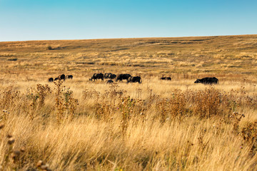 Obraz premium Beautiful summer rural landscape with golden reaped fields, herd of buffalos and clear blue sky