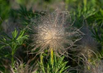 Closeup of feathery seeds of spring flower Pulsatilla vulgaris (dream of grass) on the green background.
